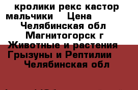 кролики рекс кастор мальчики  › Цена ­ 1 500 - Челябинская обл., Магнитогорск г. Животные и растения » Грызуны и Рептилии   . Челябинская обл.